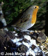 Petirrojo de perfil, mirando hacia la derecha del espectador, posado sobre una roca con restos de nieve. Además de su cara, cuello y pecho de color rojo anaranjado, puede verse el blanco de su vientre y el marrón oliváceo del resto del cuerpo. Fotografía de José María Álvarez.