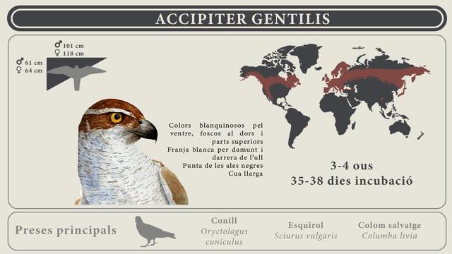 Poster divulgatiu de l'astor o falcó perdiguer (Accipiter gentilis).