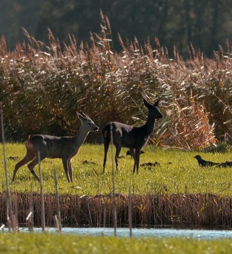 Black Deer