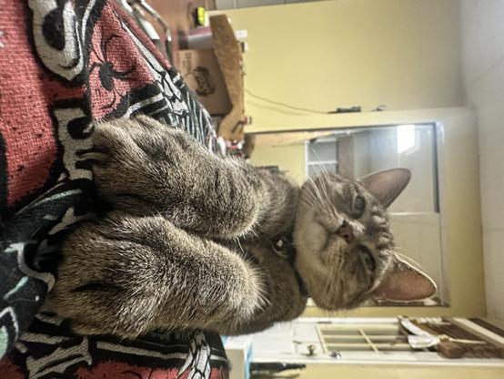 Cat laying on a person’s chest