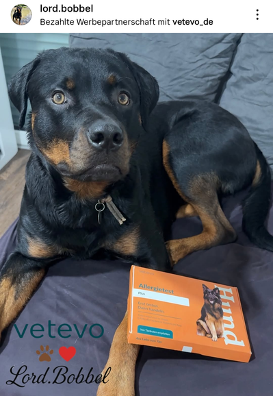 Wir haben bei unserer Maya-Maus schon zum 2. Mal einen #Allergietest von @vetevo_de gemacht 🧬
Wir wollten wissen, wie sich ihre #Unverträglichkeiten entwickelt haben – und siehe da:
➡️ Positiv überrascht! Sie darf wieder viel mehr essen 😍 (ein bisschen Neues kam leider auch dazu 🤯).
Also machen wir weiter – in der Hoffnung, dass sie irgendwann keine oder nur noch wenige Unverträglichkeiten hat 🫶🏼

Beim letzten Mal hatte Maya übrigens einen starken Vitamin-D-Mangel. 😰
Seitdem bekommt sie 1x pro Woche Vitamin D3K2-Tropfen – und der Mangel ist jetzt weg! 😍
Ist das nicht klasse? 🥰

Wusstet ihr, dass Vitamin D für Hunde super wichtig ist? 🌞
Es unterstützt die Zellteilung, stärkt Knochen & Muskeln und ist wichtig fürs Immunsystem & Wohlbefinden.
Unsere Ernährungsberaterin @red.canyon_white.emil hat uns außerdem erklärt, dass fast alle Hunde einen Vitamin-D-Mangel haben.
Darum bekommen natürlich auch Max (und †Mailo 😢💔🖤) ihre wöchentliche Dosis 🥰

Als Nächstes steht bei Max & Maya der Darmflora Test von @vetevo_de an 💩
Da ich das selbst gerade auch mache – und es ist Wahnsinn, wie sehr der Darm wirklich alles im Körper beeinflusst:
Verdauung, Immunsystem, Haut, Energie, Stimmung … einfach alles! 💪🏼🐾 

Wenn ihr euren Hund auch testen wollt, bekommt ihr mit dem Code 👉 Lord.Bobbel 15% Rabatt auf eure Bestellung 🥳 (selbst auf bereits reduzierte Produkte 😍) 

🔗 Link: vetevo.de/Lord.Bobbel