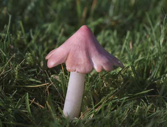 Pink mushroom with a pointy triangular profile on short cropped grass.