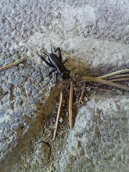 A close-up photo of a small insect, which I assume is a ground cricket. Its whole body is completely black. It has two longish antennae on its head and two cerci - a word I learned today - coming out of its butt (it's like antennae, but shorter). It doesn't have any wings. A couple of spruce needles, looking really huge (the insect is as long as one of the needles), are around it, giving an idea of the scale.