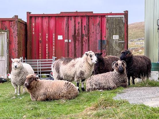 Shetland sheep
