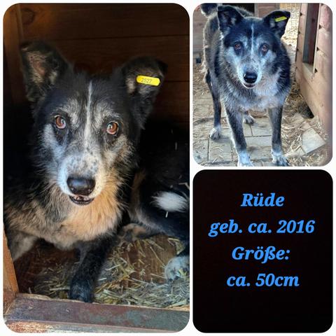 Großes Foto links 
Bommels Optik 
Bommel ist ein mittelgroßer Hund mit einem überwiegend schwarz-weißen, leicht zotteligen Fell, das ihm ein leicht vergrautes, älteres Aussehen verleiht. Sein Kopf ist hauptsächlich schwarz mit einer weißen Blesse, die sich über die Schnauze und zwischen die Augen zieht. Um die Schnauze und an den Augenwinkeln ist das Fell hellgrau oder weiß. Er hat braune, aufmerksam wirkende Augen und die Ohren sind aufgestellt. In seinem linken Ohr (von uns aus gesehen rechts) steckt eine gelbe Ohrmarke.
Bommel liegt auf dem Foto in seiner Hütte aus Holz, der Boden ist etwas mit Stroh bedeckt. 
Foto rechts oben 
Bommel steht seitlich vor seiner Hütte und schaut direkt in die Kamera. Sein Blick ist offen und neugierig. Man erkennt aber auch, dass Bommel schon älter ist. Neben und hinter ihm stehen Holzhütten. Der Boden ist mit Steinplatten belegt, die schon etwas verzogen sind, darauf liegen noch Strohreste. 
Bild rechts unten 
Merkmale von Bommel, blaue Schrift auf schwarzem Hintergrund: 
Rüde
geb. ca. 2016
Größe: ca. 50cm