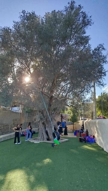 Nins jugant davall d'una olivera centenària.