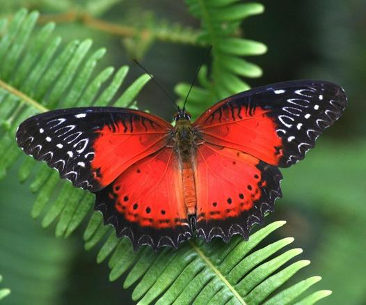 Butterflies