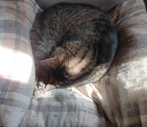 A tabby cat curled up tightly into a ball on a brown, tan, and gray blanket. A single solid line of sunshine cuts across the blanket lighting the top of his head and part of a paw. 