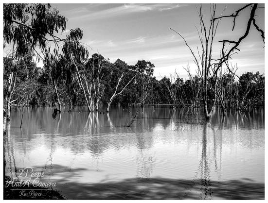 A moody, black and white landscape photograph capturing a tranquil, flooded billabong in Deniliquin.
The calm water reflects the dense line of tall, dark gum trees and foliage along the distant bank, contrasted by the stark white, skeletal trunks and branches of dead trees standing submerged in the foreground.
The lighting suggests an overcast or midday sun, emphasizing texture and depth across the water's rippling surface.
