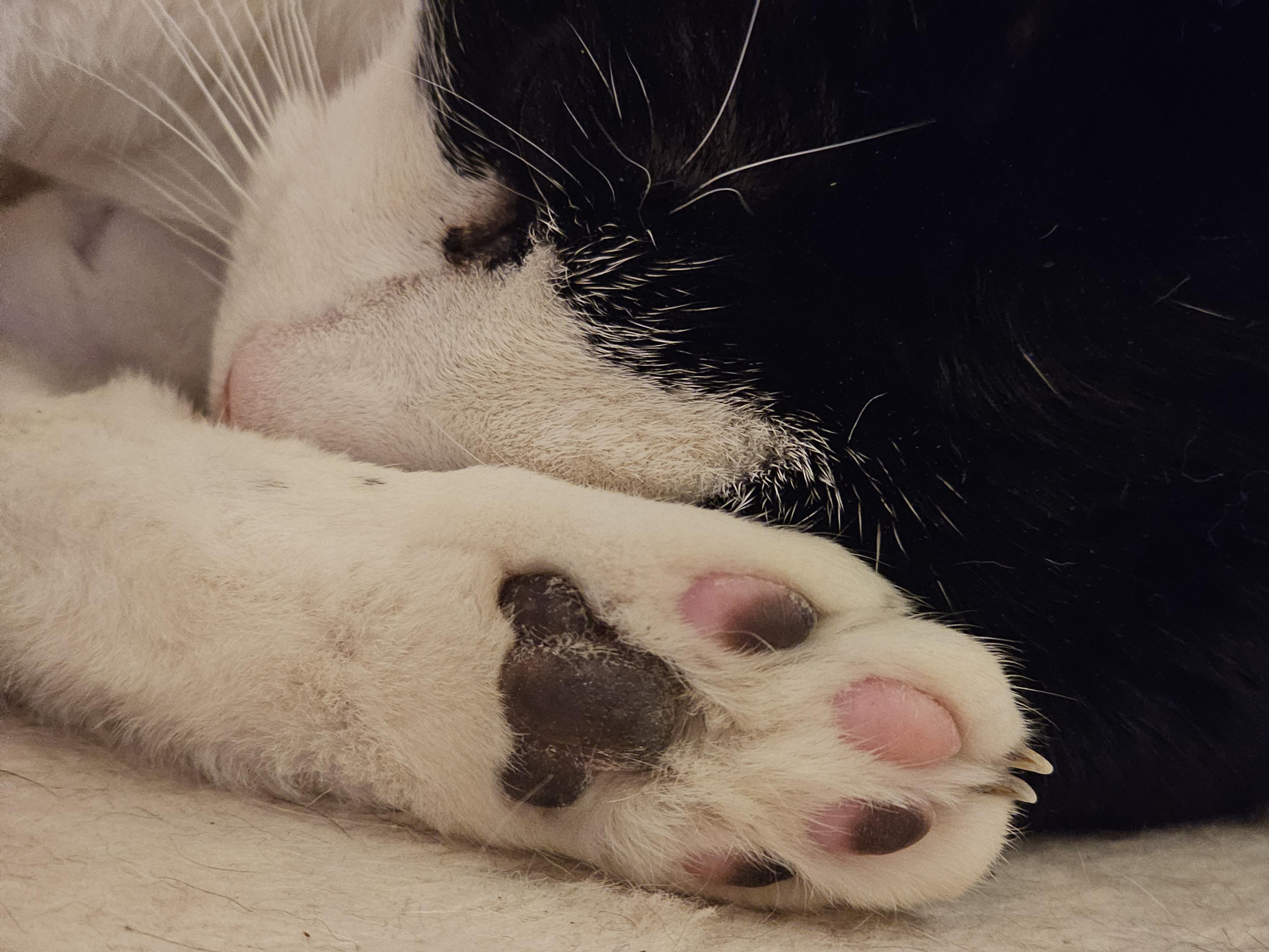 The back paw of a white cat with black splotches. Most of the paw pads are black but 1 full and 2 half bean pads are pink. You can see the cat's head laying behind the foot.