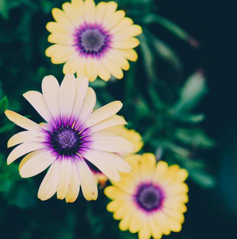 Daisy flowers with purple discs and long narrow ray flowers purple at the base and yellow at the tips.