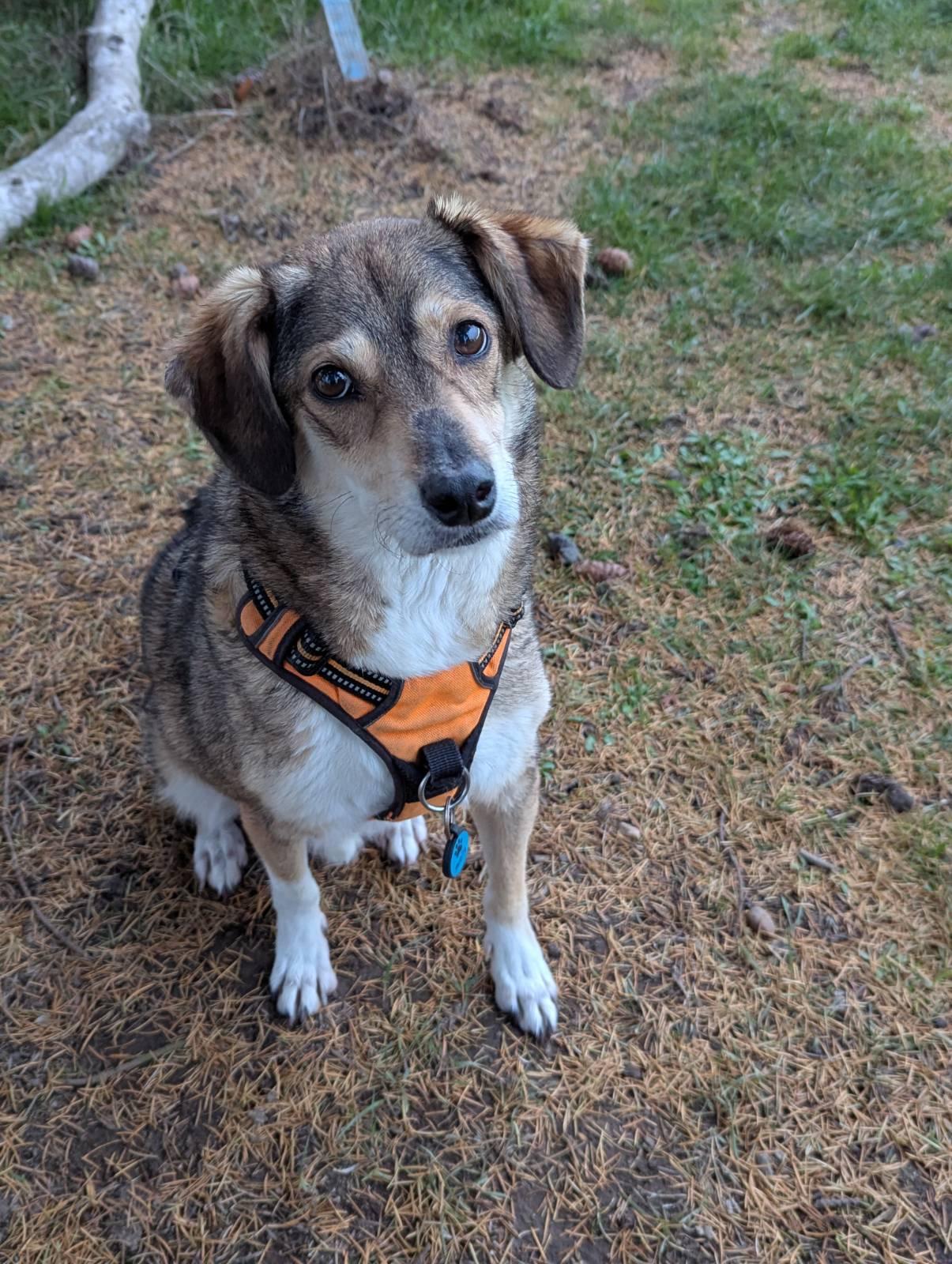 A brown dog in an orange harness looking at the camera with ears aloft.