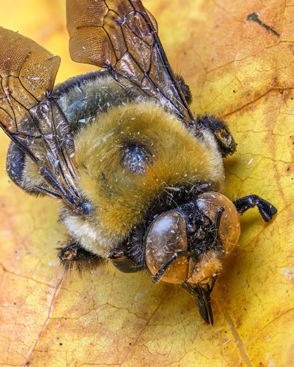 A close-up macro photograph of a carpenter bee on a sassafras leaf. 
