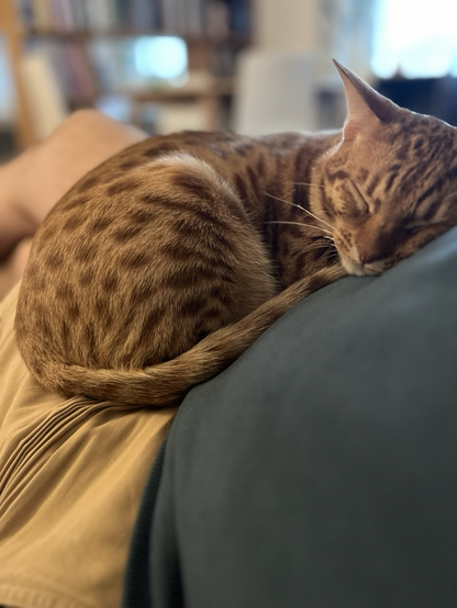 Ocicat sleeping in my lap, resting head on my tummy