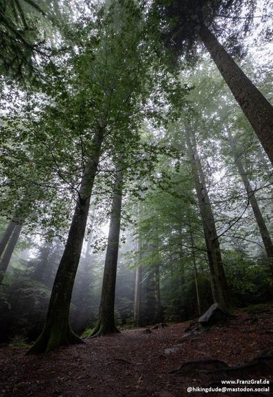 Step into the quiet embrace of a misty forest, where towering trees stretch endlessly toward a soft, overcast sky. The scene is one of serene mystery, with the dense canopy of broadleaf trees—beech and oak—forming a natural cathedral above. Their leaves, a lush blend of deep greens, filter the muted light, casting gentle shadows on the forest floor below.

A carpet of fallen leaves and pine needles cushions the earth, their damp, earthy scent mingling with the cool, mist-laden air. The fog drif…