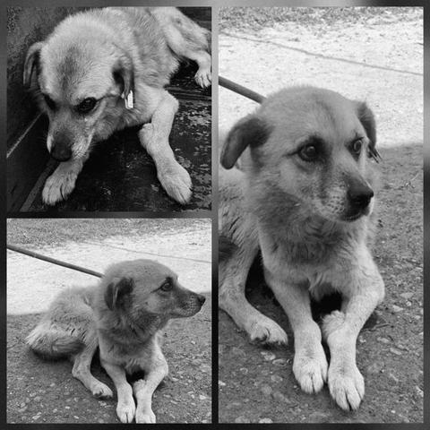 Fotos auf schwarz weiß gesetzt, Niko hat es nicht geschafft. 
Großes Foto rechts 
Niko ist ein beigefarbener, mittelgroßer Mischlingshund und liegt hier auf  sandigem Boden im Freien. Er hat dunkle Augen, leicht hängende Ohren und ein helleres Fell um die Schnauze. Er blickt aufmerksam nach rechts. Im Hintergrund befindet sich Rasen, auf dem er auch kurz vorher schnuppern konnte. Man sieht, dass Niko schon etwas älter ist. Seine Schnauze ist bereits weiß und sein Blick als ob er nichts mehr erwartet. 
Foto links unten
Wie Bild rechts nur schaut Niko noch mehr zur Seite. 
Foto links oben 
Niko wieder im Vetkennel. Er liegt auf einem Holzboden und schaut leicht nach unten. Er wirkt dabei sehr resigniert.