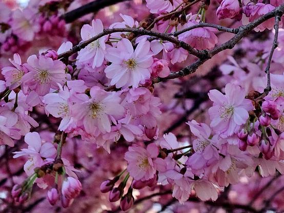 A close-up, eye-level shot of a branch of a cherry blossom tree. The branch is covered in clusters of light pink flowers with yellow centers. Some flowers are fully bloomed, while others are still in bud form. The background is a soft, out-of-focus mix of pink and brown, suggesting more blossoms and branches.