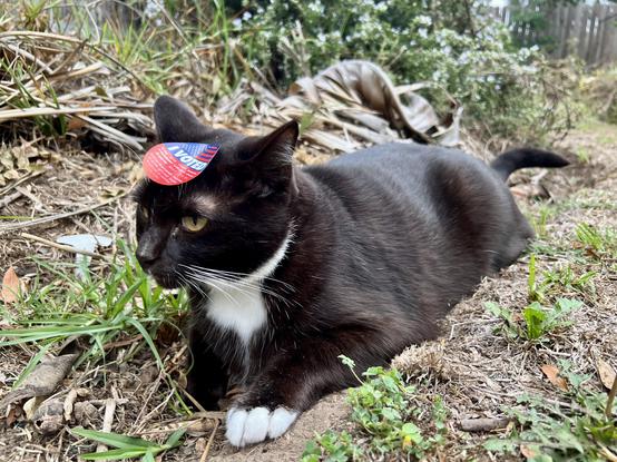 Brown tuxedo cat laying down outside with an “I VOTED” sticker on his head