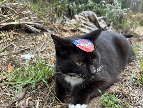 Brown tuxedo cat laying down outside with an “I VOTED” sticker on his head