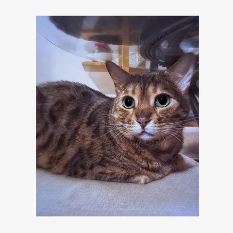 My bengal cat Neko with a spotted and striped coat makes a cute kitty loaf on the beige cushioned kitchen chair under the glass table top, looking alert with wide, green eyes. The setting is cozy and sweet for Caturday.