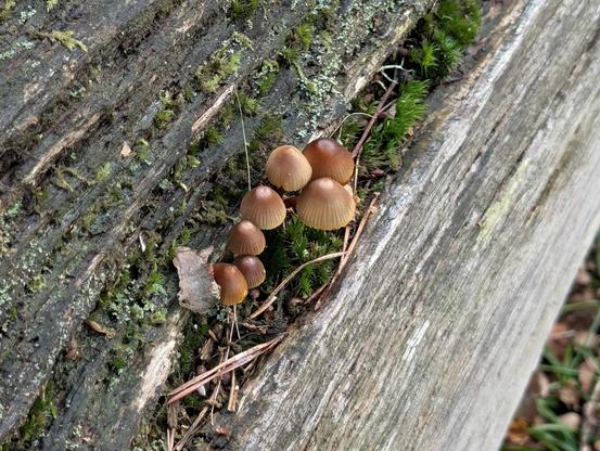 A clump of mushrooms sprouts from a moss-filled groove in a decaying log