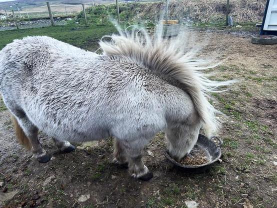 Shetland pony mane