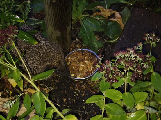 A hedgehog visiting the hedgehog feeding station