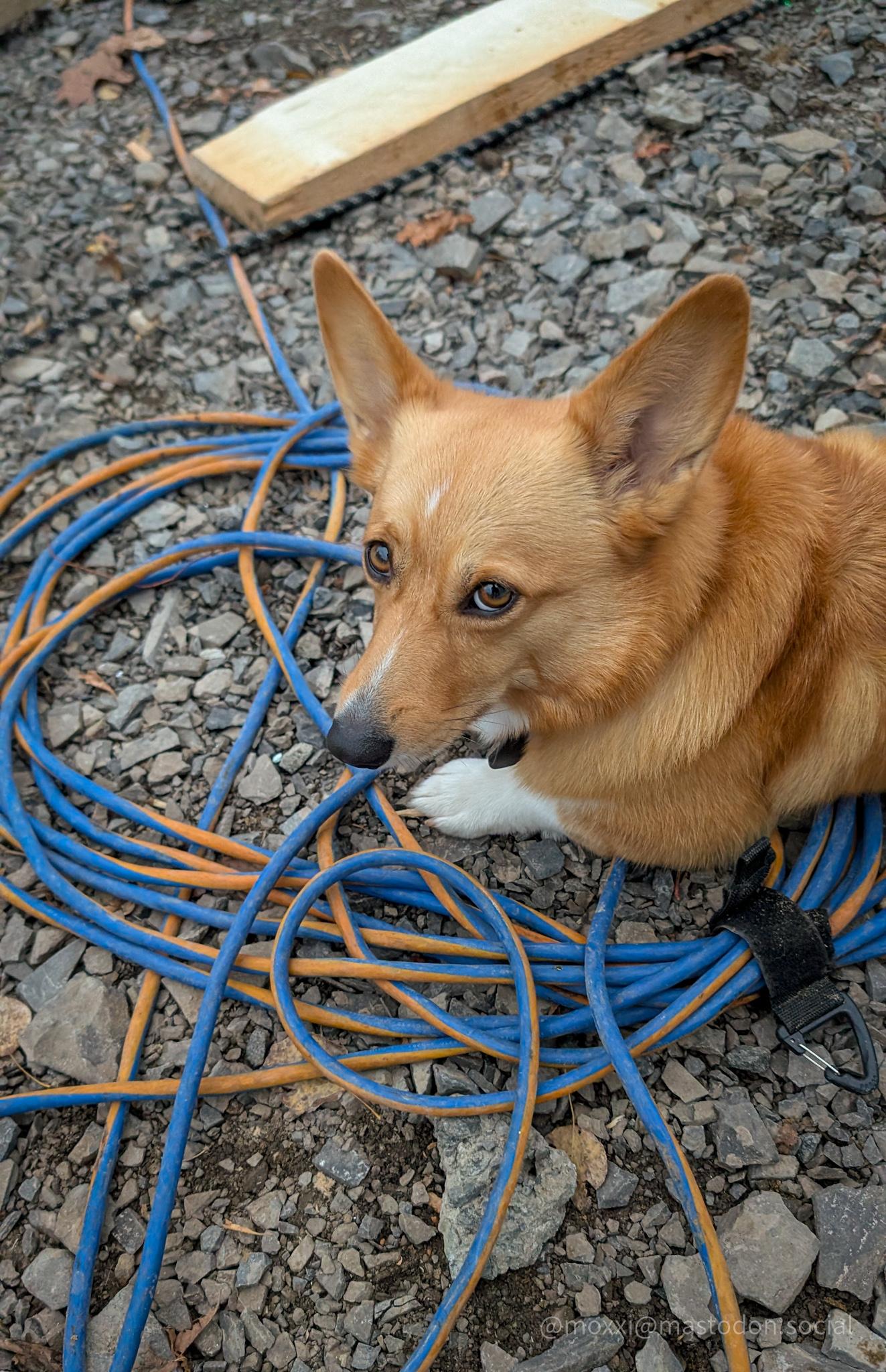 Moxxi the corgi is giving the side eye while she's resting on an orange and blue extension cord. She's outside on gravel.