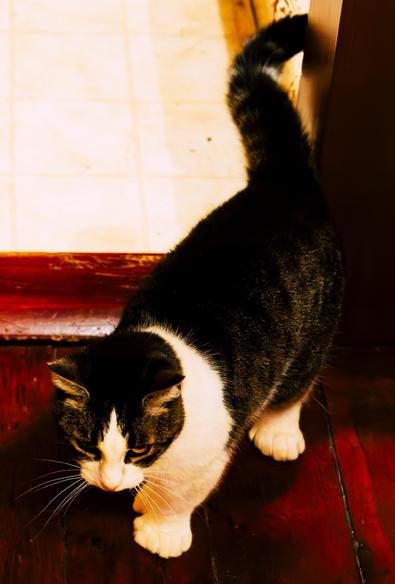 Tabby cat with white dilutions around paws and around the beck neck and fact stands on a wood floor next to a molding on the floor and a linoleum floor in the other room.