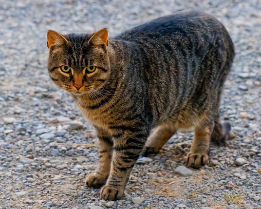 Big and strong cat with stripy markings stands on gravel and looks a little below me.