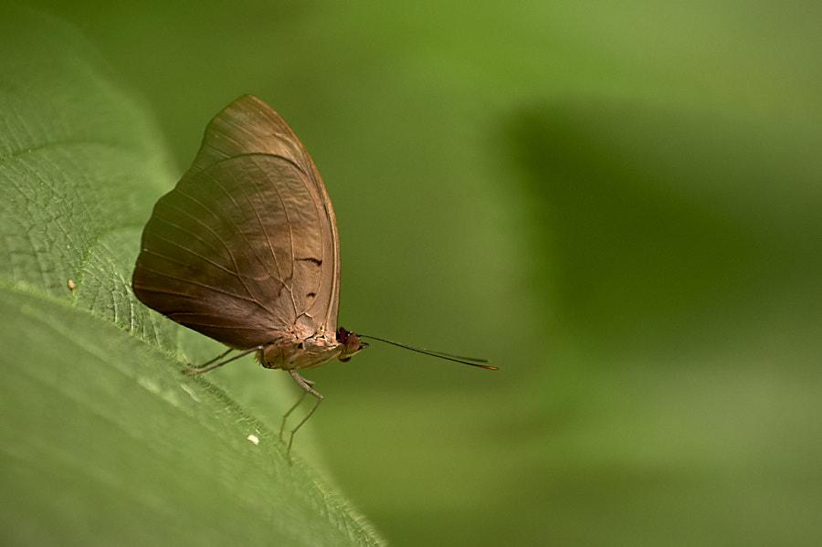 A close-up photograph of a small brown butterfly perched sideways on a soft green leaf, filling half of the frame. The butterfly’s wings are closed, creating a single smooth, leaf-like surface with faint curved veins and a few subtle nicks near the trailing edge. Its body is tan with a slightly darker thorax; two long, threadlike antennae project forward almost horizontally. The head has a reddish tinge around the eyes, and the thin legs delicately grip the leaf. The background is a uniform, creamy green blur with no distinct shapes, creating strong separation and a calm, natural atmosphere. The lighting is gentle and diffuse, with no harsh shadows. The butterfly’s head and wing are in sharp focus, while the leaf in the foreground and background falls into soft bokeh.