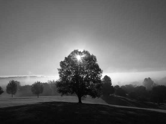 Rays of morning sun spread through the top of an oak tree which stands on a slope at the local park. Shade spreads out before the tree while the light from the sun shines down on the field and other trees behind in the distance. A bank of fog hangs in the lower sky which otherwise is clear.