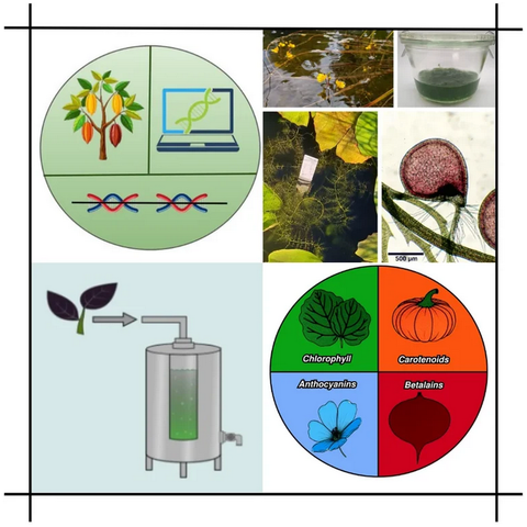 Graphical overview of PuckerLabβs 2026 DAAD-RISE research projects: exploring gene duplications, harnessing aquatic plants for biotechnology, producing dark plant pigments, and studying the evolution of plant coloration. More details at https://www.izmb.uni-bonn.de/en/pbb/news#DR