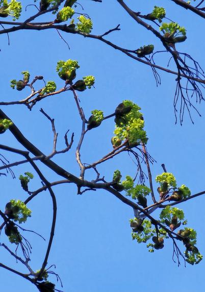 A close-up of tree branches with bright green, new leaves and buds against a clear, blue sky. The tree appears to be a Norway maple, also known as Acer platanoides.