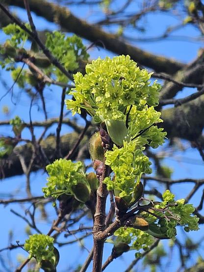 A close-up shot of a Norway maple tree branch with clusters of bright, light-green leaves and buds against a blurred blue sky. The new spring growth is prominent on the brown, bare branches.