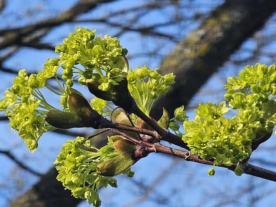 A close-up of a branch from a Norway maple tree (Acer platanoides) in bloom. The branch is covered with clusters of small, vibrant yellow-green flowers and buds against a blurred background of a blue sky and other tree branches.