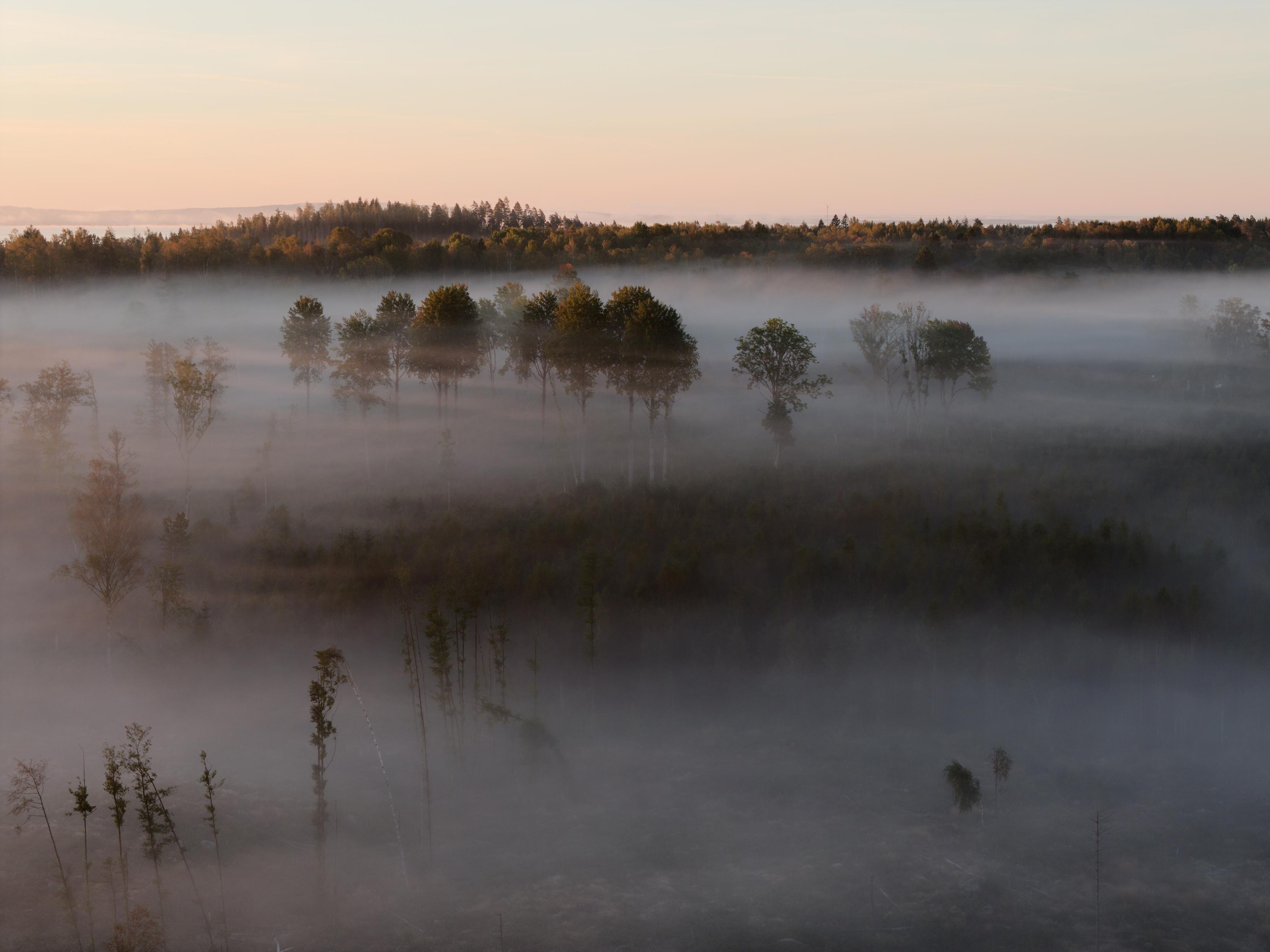 The image depicts a landscape shrouded in dense fog. The lower portion is entirely filled with a thick layer of white fog, obscuring the ground. Above the fog, a line of trees is visible, their tops rising out of the mist. The sky above the trees is a gradient of soft colors, ranging from a pale yellow to a light blue, suggesting either sunrise or sunset. The overall impression is one of stillness and mystery, with the fog creating a sense of depth and isolation. 
Das Bild zeigt eine Landschaft, die in dichten Nebel gehüllt ist. Der untere Teil ist vollständig mit einer dicken Schicht weißen Nebels bedeckt, der den Boden verdeckt. Über dem Nebel ist eine Reihe von Bäumen zu sehen, deren Wipfel aus dem Nebel herausragen. Der Himmel über den Bäumen ist in sanften Farben gehalten, die von einem blassen Gelb bis zu einem hellen Blau reichen und entweder auf einen Sonnenaufgang oder einen Sonnenuntergang hindeuten. Der Gesamteindruck ist von Stille und Geheimnisvollheit geprägt, wobei der Nebel ein Gefühl von Tiefe und Isolation vermittelt.