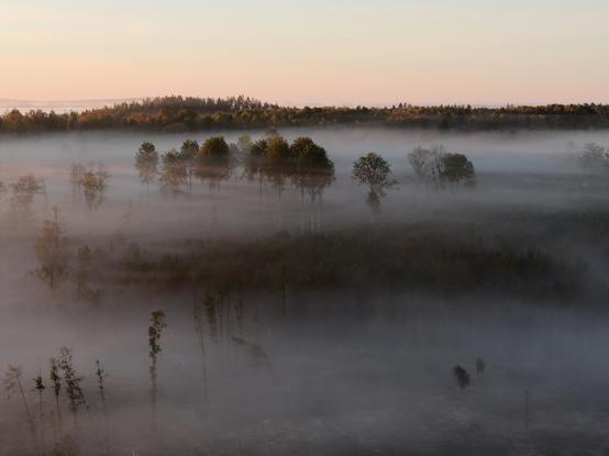 The image depicts a landscape shrouded in dense fog. The lower portion is entirely filled with a thick layer of white fog, obscuring the ground. Above the fog, a line of trees is visible, their tops rising out of the mist. The sky above the trees is a gradient of soft colors, ranging from a pale yellow to a light blue, suggesting either sunrise or sunset. The overall impression is one of stillness and mystery, with the fog creating a sense of depth and isolation. 

Das Bild zeigt eine Landschaft, die in dichten Nebel gehüllt ist. Der untere Teil ist vollständig mit einer dicken Schicht weißen Nebels bedeckt, der den Boden verdeckt. Über dem Nebel ist eine Reihe von Bäumen zu sehen, deren Wipfel aus dem Nebel herausragen. Der Himmel über den Bäumen ist in sanften Farben gehalten, die von einem blassen Gelb bis zu einem hellen Blau reichen und entweder auf einen Sonnenaufgang oder einen Sonnenuntergang hindeuten. Der Gesamteindruck ist von Stille und Geheimnisvollheit geprägt, wobei der Nebel ein Gefühl von Tiefe und Isolation vermittelt.