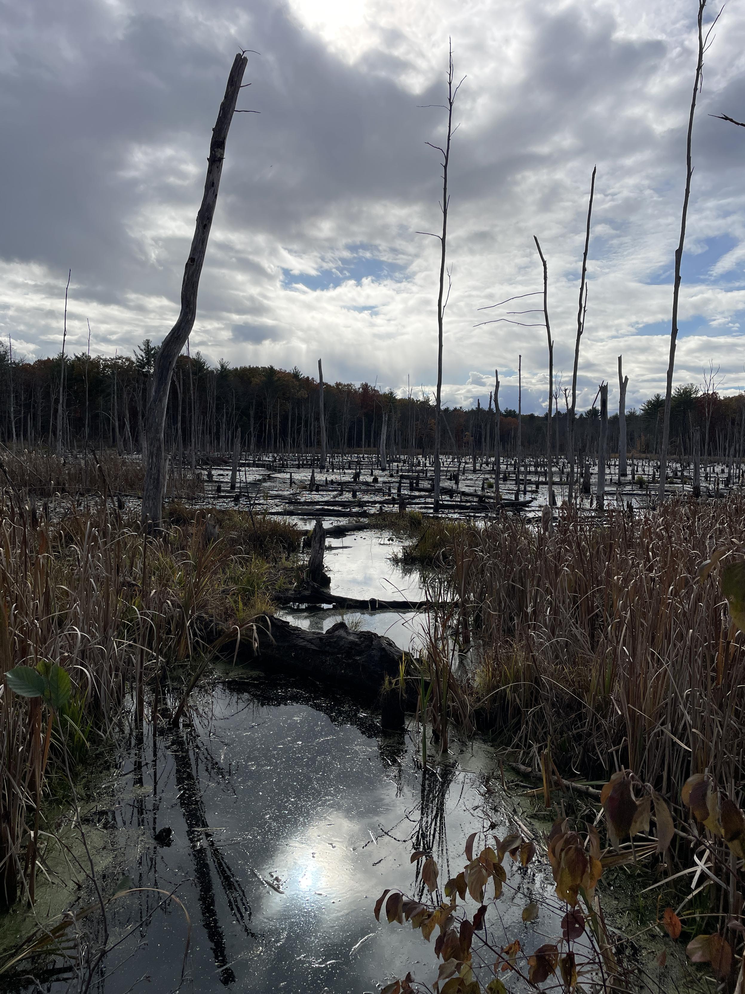 Image of a swampy area with clouds and reflection on water
