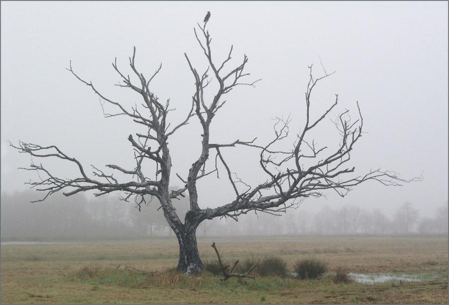 Ein toter Baum mit Krähe im Moor
