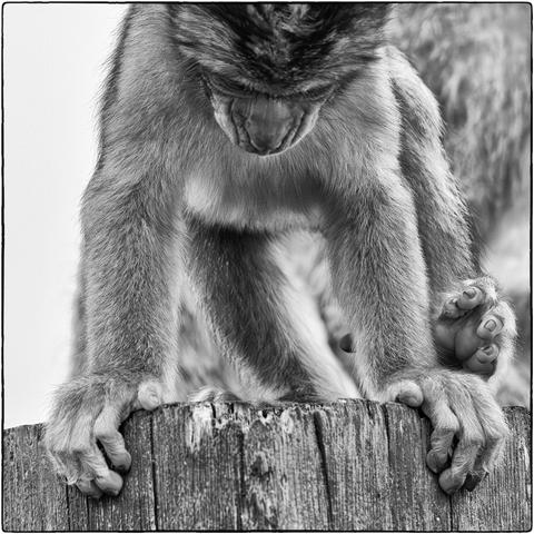 Eine Nahaufnahme eines Primaten, in Schwarz-Weiss gehalten. Der Fokus liegt auf dem Oberkörper und den Händen des Tieres, während der Kopf nach unten geneigt ist und sein Gesicht grösstenteils von oben herab verdeckt wird. Die dichte, mittlere bis helle Fellstruktur ist gut erkennbar. Die Vorderarme sind auf einen groben, vertikal strukturierten Holzpfahl aufgestützt. Die Hände des Tieres umgreifen oder ruhen auf der oberen Fläche des Holzes. Die Finger sind gespreizt und die Details der Handflächen und Nägel sind sichtbar. 