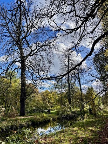 A serene outdoor scene featuring a winding creek surrounded by various trees with bare branches. There are hints of fall foliage, and a wooden bench sits near the water, reflecting the blue sky and clouds above.
