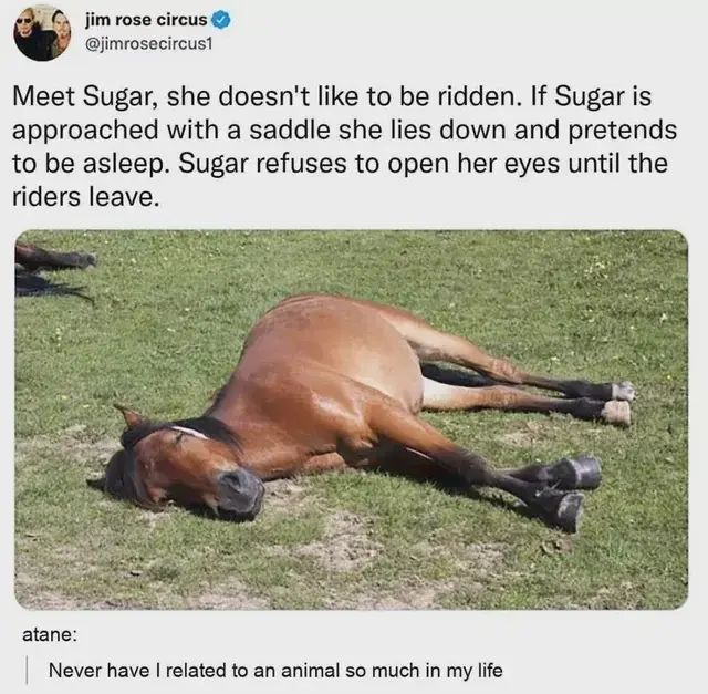 it’s an image of a horse looking asleep on a patch of grass. it was posted by a Jim Rose Circus account. it says:
«Meet Sugar, she doesn't like to be ridden. If Sugar is approached with a saddle she lies down and pretends to be asleep. Sugar refuses to open her eyes until the riders leave.»
right under it is a comment by an Atane. it says: «Never have I related to an animal so much in my life.»