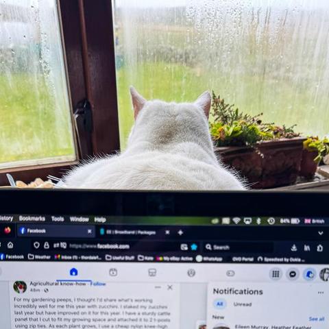White cat in front of laptop