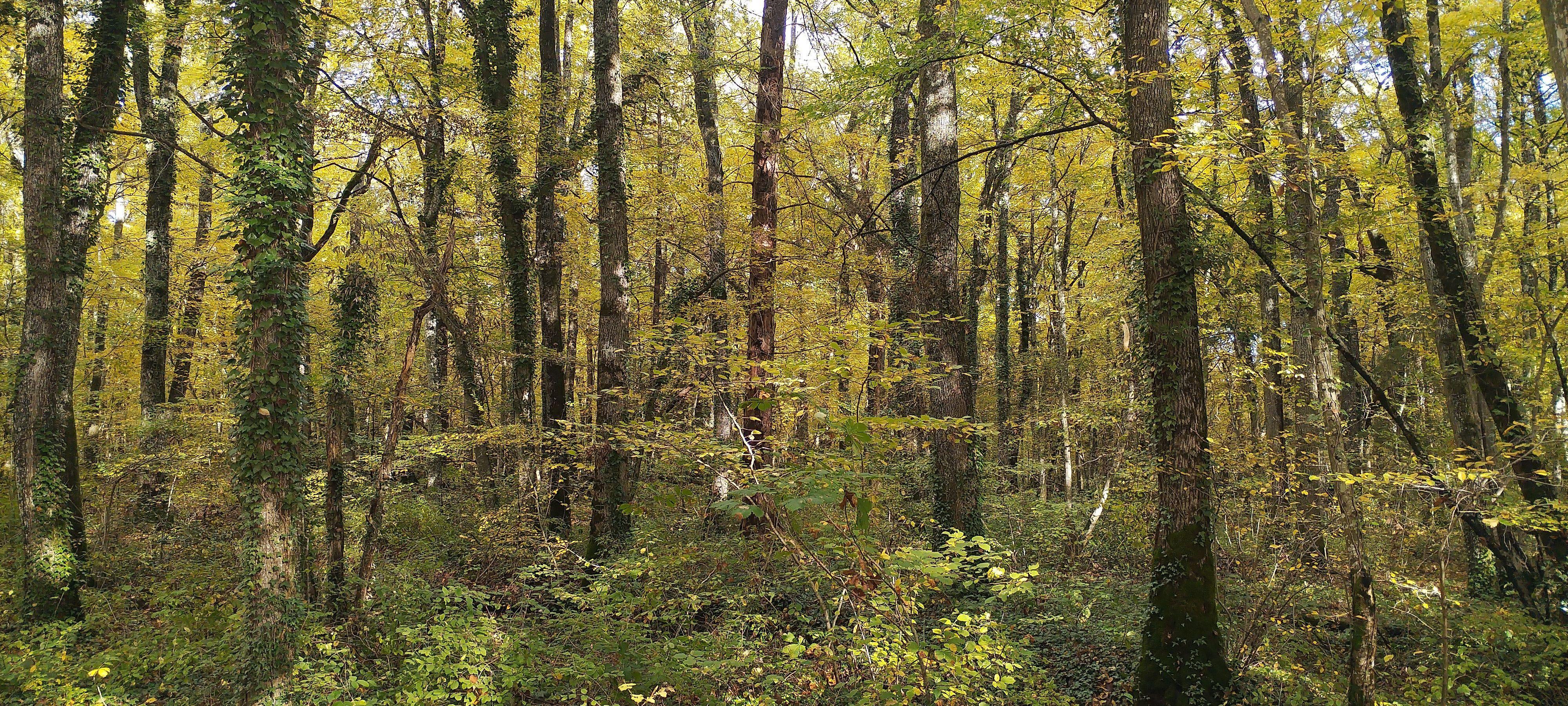 Dense autumn forest with sunlight filtering through the trees