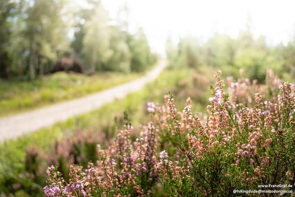 Nestled in the soft embrace of early morning light, this tranquil scene captures the quiet beauty of a forest trail in bloom. The foreground is adorned with delicate clusters of heather, their tiny blossoms ranging from soft pink to lavender, swaying gently as if whispering secrets to the breeze. The vibrant green of their stems contrasts beautifully with the muted earth tones of the trail.

The path itself—a winding dirt road—meanders gracefully into the distance, inviting wanderers to explore…