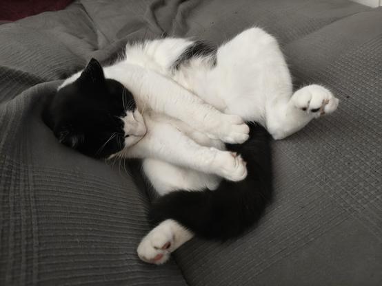 Tuxedo tomcat Mica is really exhausted