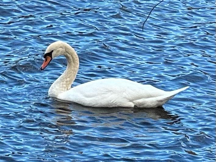 A graceful mute swan glides across rippling blue water in this close-up photo. Its white feathers contrast sharply with the dark, textured surface of the pond, while its orange bill and distinctive black facial markings stand out in profile. The soft light and gentle waves give the scene a serene, painterly quality, capturing a quiet moment of natural elegance.