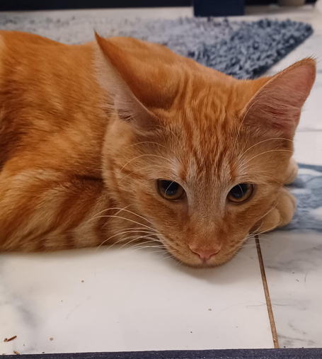 Bright orange tabby kitten at rest