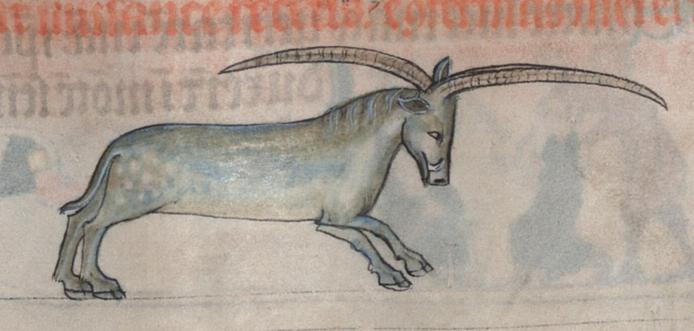 A slightly dappled silvery-coloured quadruped with very long and slender pointed horns. One horn is pointed over the beast's back and the other points over its head. It has a boar-like snout with small tusks as well as a horse-like mane. It has a whip-like tail. Image from Bayerische Staatsbibliothek, Cod.gall. 16 (Psalter of Isabelle of France), folio 38r.